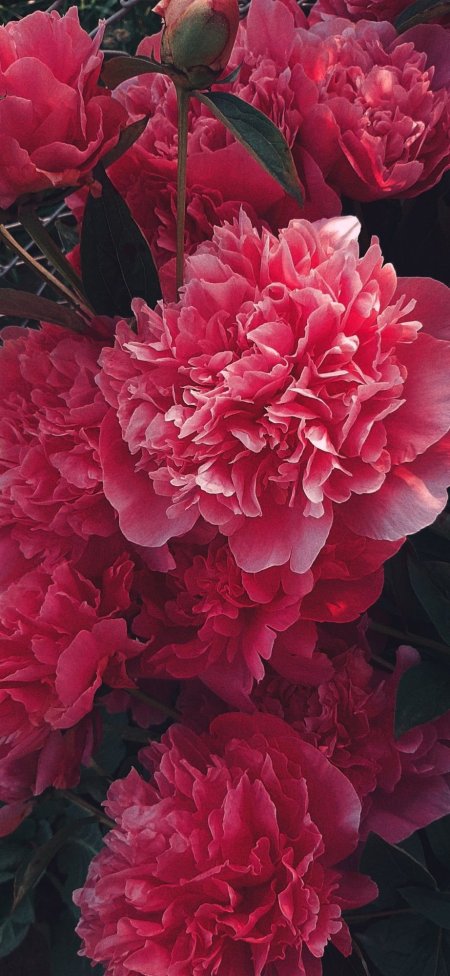 Red peony