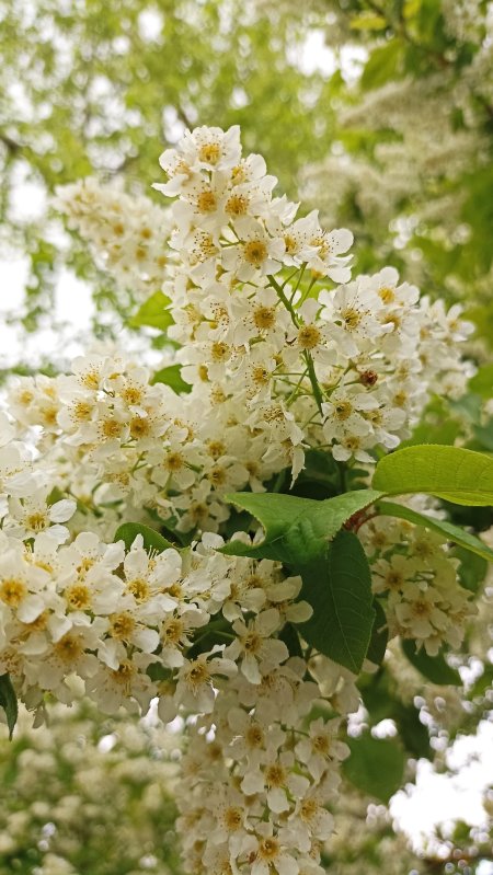 Черемуха prunus padus