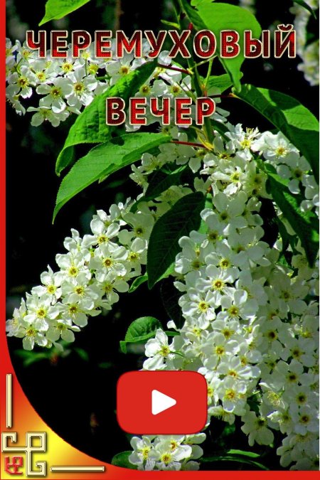 Цветущая черемуха