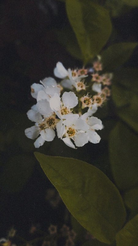 Черемуха обыкновенная (prunus padus)