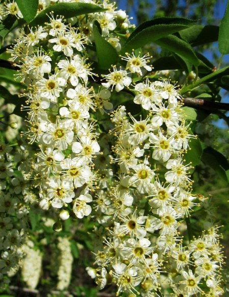 Черемуха виргинская padus virginiana