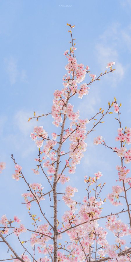Cherry blossom