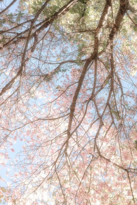 Cherry blossom sakura