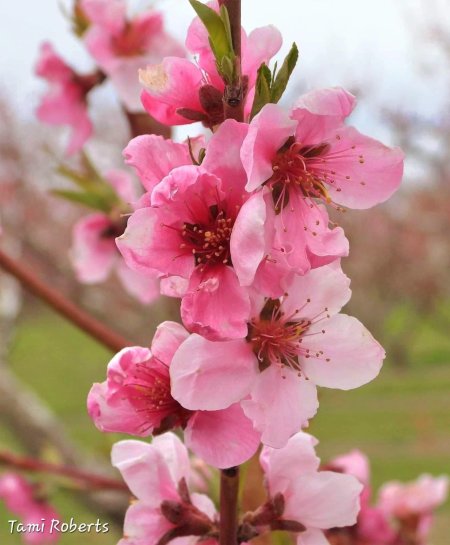 Цветущий персик / blooming prunus persica