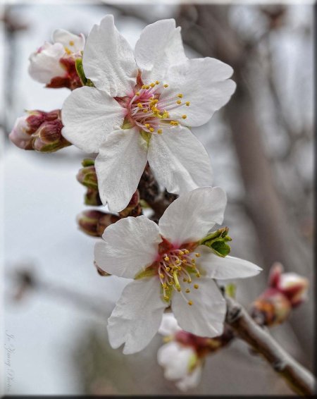 Almond blossom