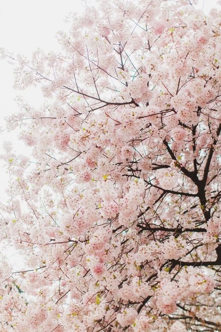 Cherry blossom tree