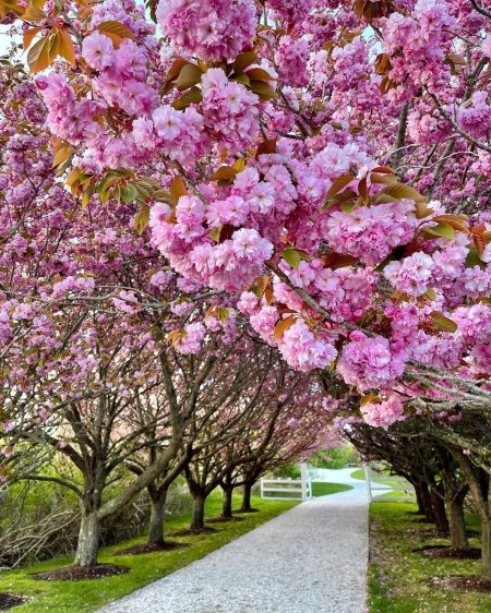 Cherry blossom tree