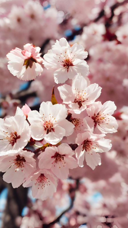 Cherry blossoms