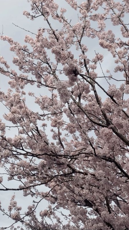 Cherry blossom sakura