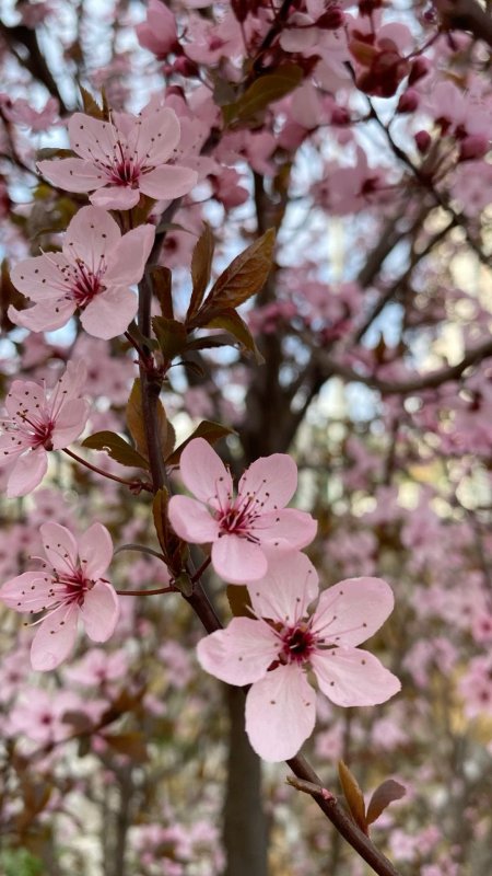 Prunus cerasifera