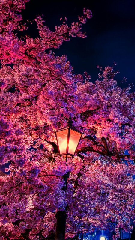 Cherry blossom wallpaper