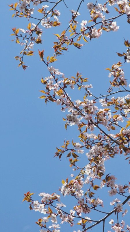 Сакура цветение