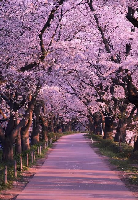 Cherry blossom road japan