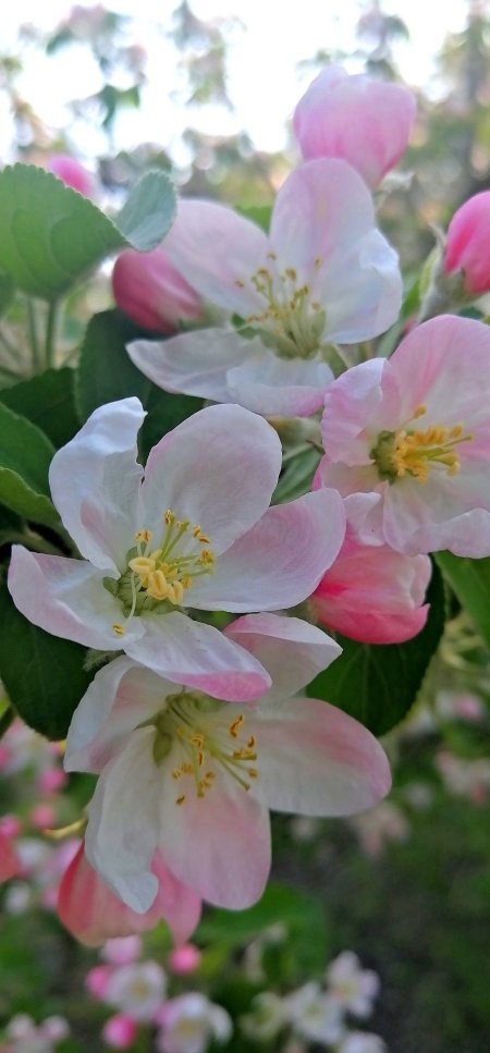 Apple blossom