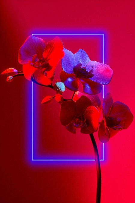 Orchid flower