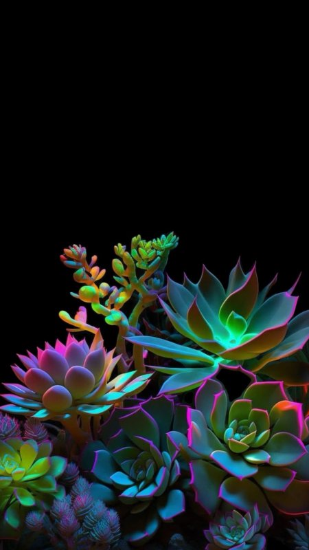 Succulent plant
