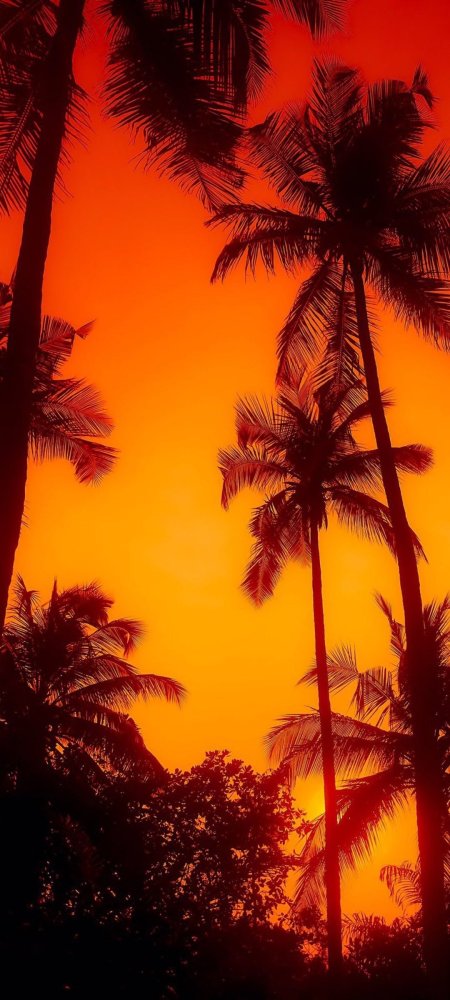 Palm trees at sunset