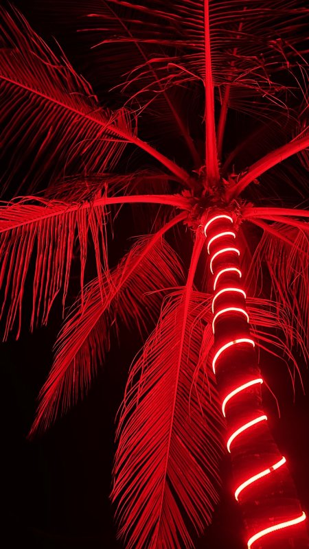 Neon palm tree
