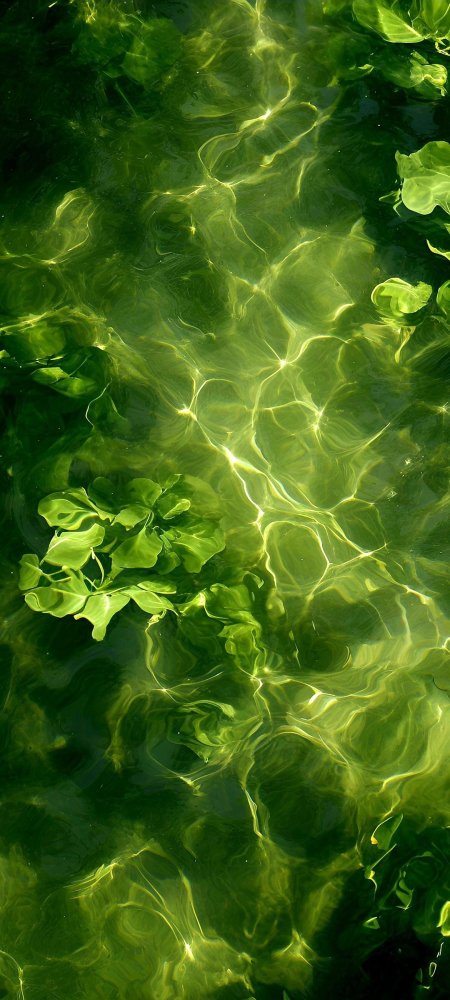 Вода зеленая