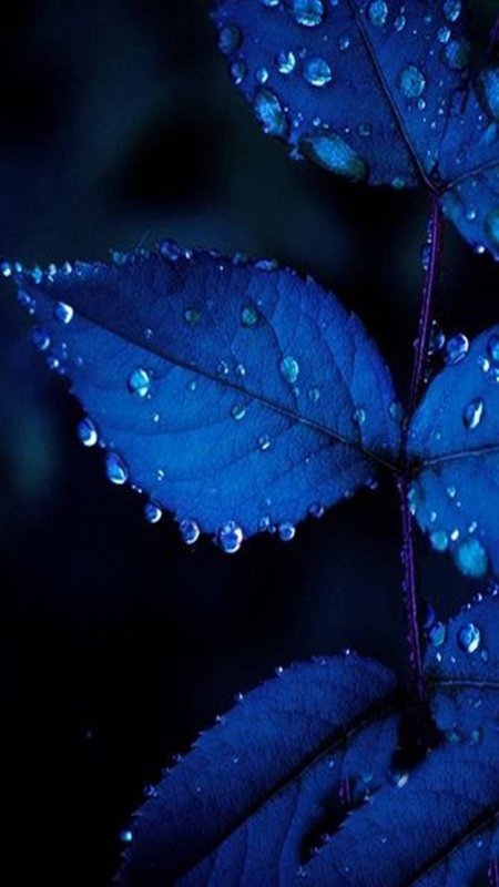 Blue leaves