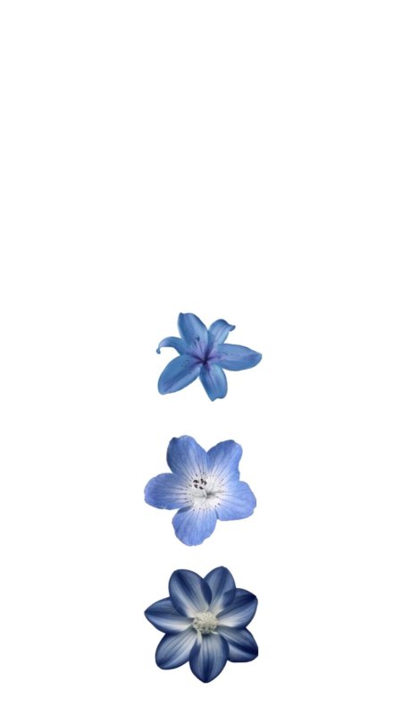 Blue flower