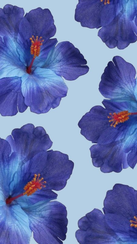 Hibiscus flower