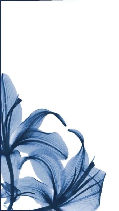 A blue flower