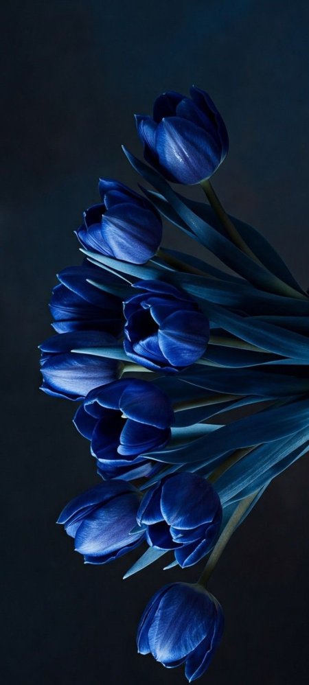 Blue tulip