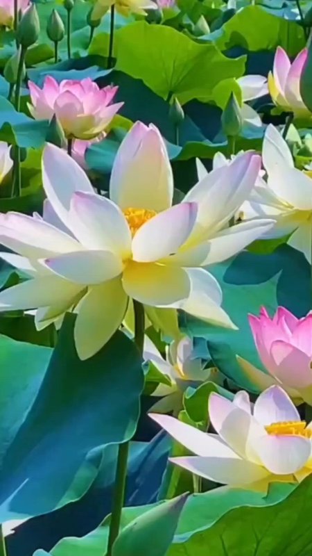 Beauty of lotus flower