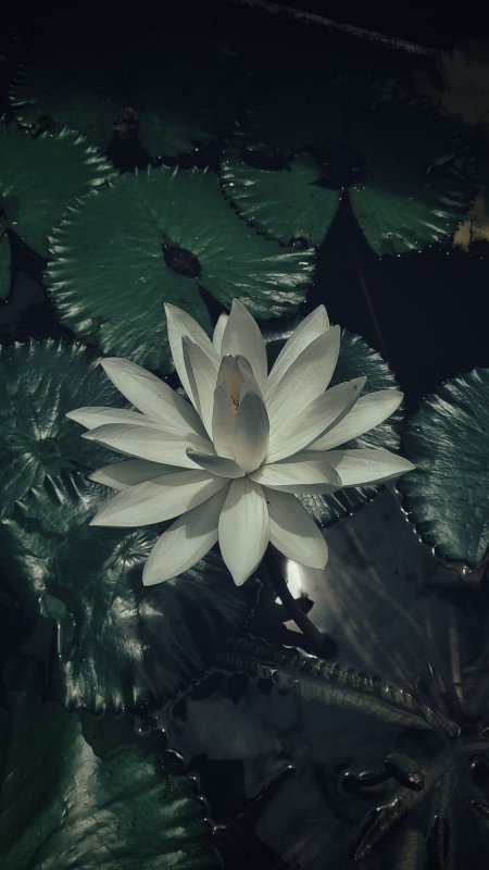 White lotus