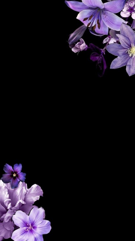 Purple flower