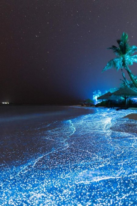 Bioluminescence beach