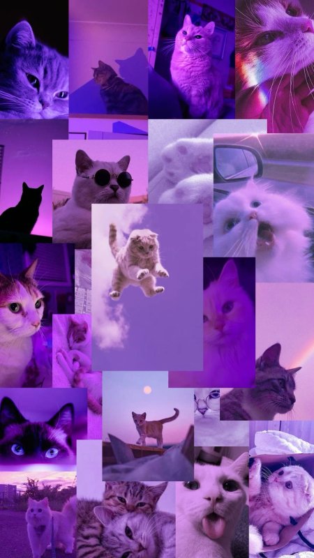 Неоновые коты