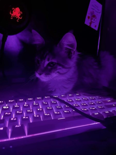 Котик фиолетовый