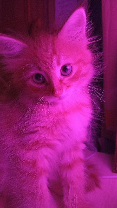Котенок розовый