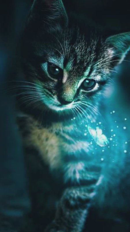 Кошка на заставку