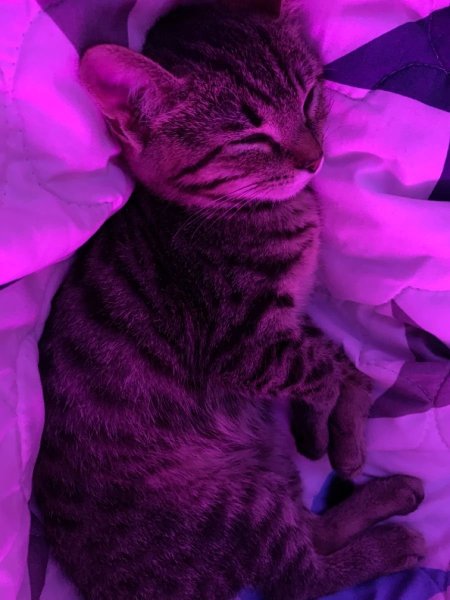 Котик на фиолетовом фоне