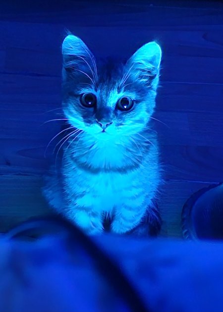Голубой котик