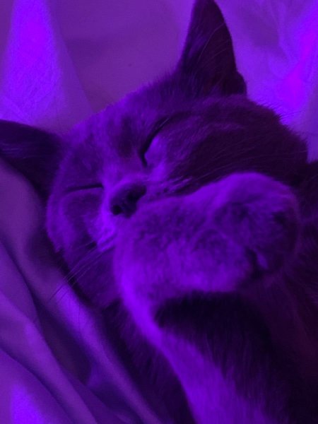 Кошка фиолетовая