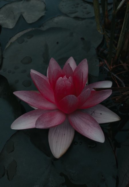 Nymphaea tetragona