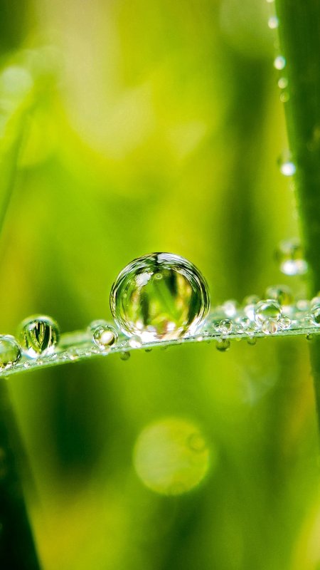 Капли воды на листе