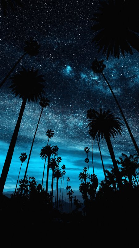 Palm tree