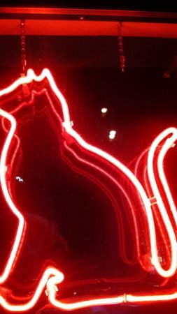 Неоновая вывеска кот