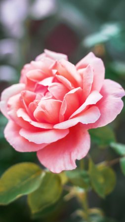 Роза Pink