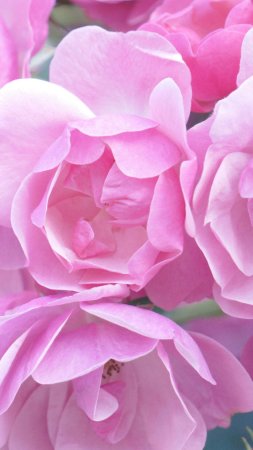Нежно-розовая роза Pink Magic