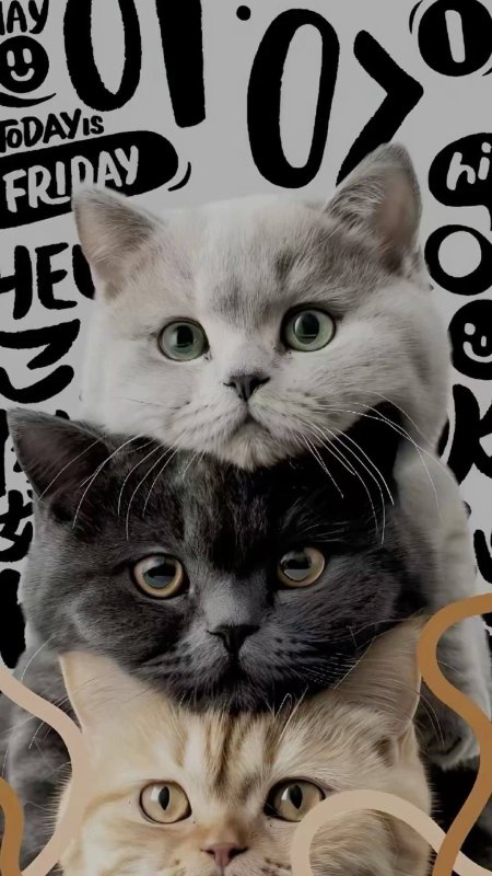 Кот кошка