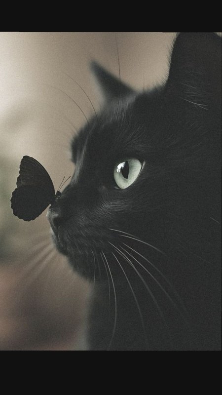 Черная кошечка