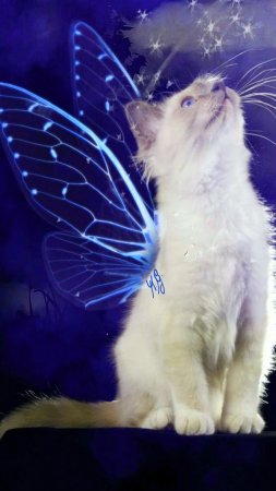 Котик с крыльями феи