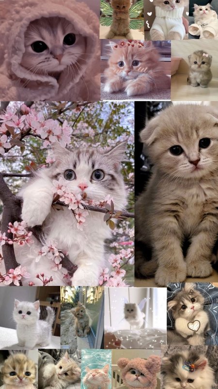 Обои с милыми кошками