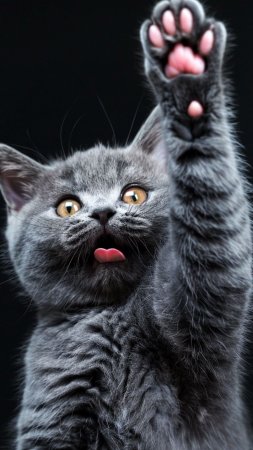 Котики смешные милые